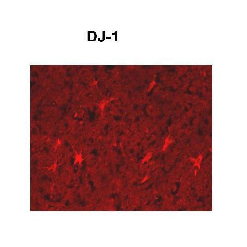 Park7 / DJ-1 antibody