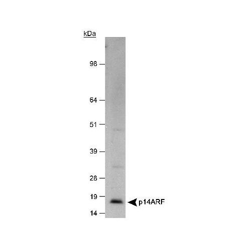 p14ARF antibody