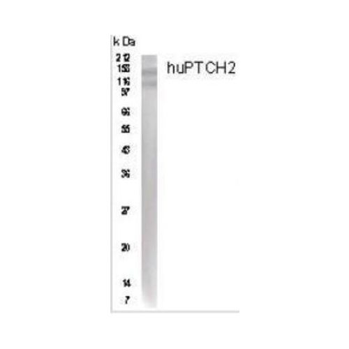 Patched 2 antibody