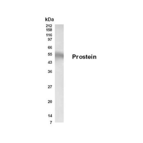 Prostein antibody