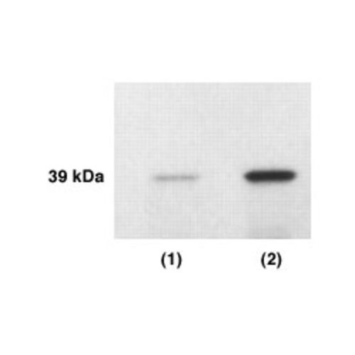 Kallikrein-4 antibody