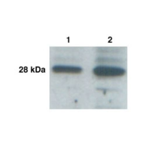 Kallikrein 9 antibody