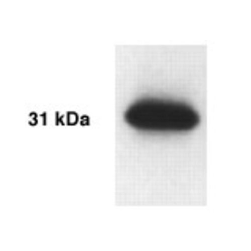 Kallikrein-4 antibody