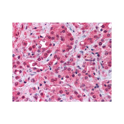 TRPM8 antibody