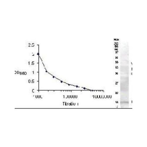 Resistin antibody