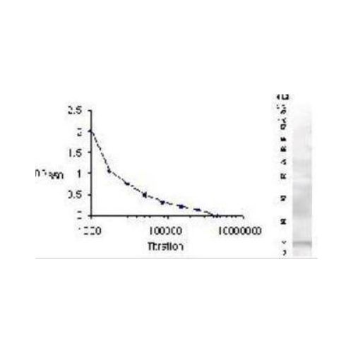 Resistin antibody