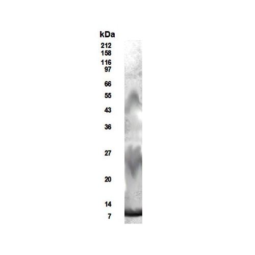 RELM beta antibody