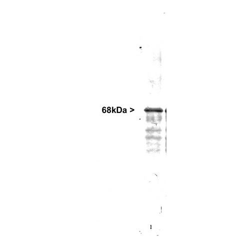 Neurofilament light chain (NF-L) antibody