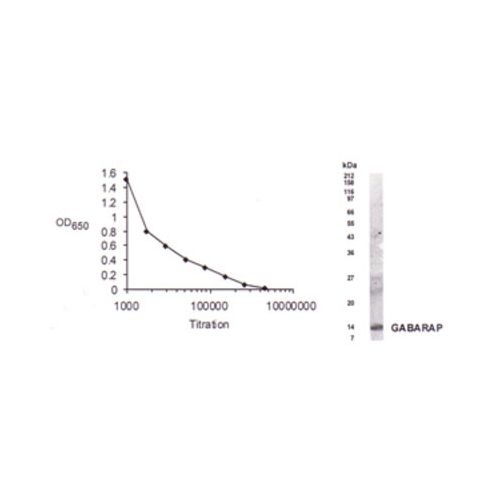 GABARAP antibody