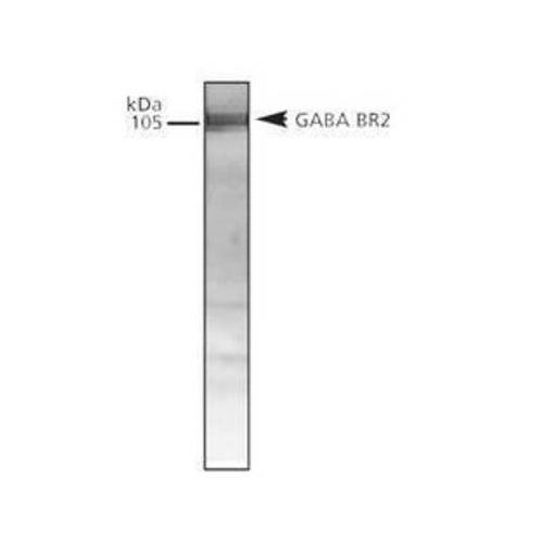 GABA B Receptor 2 antibody
