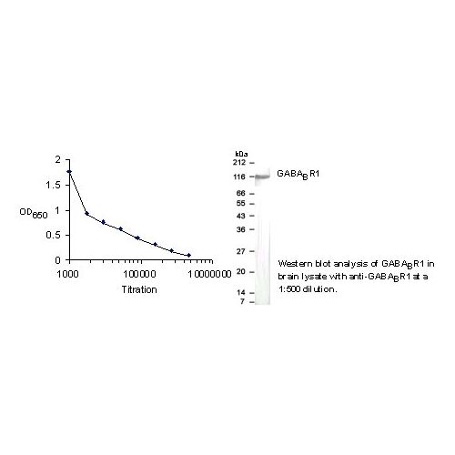 GABA B Receptor 1 antibody