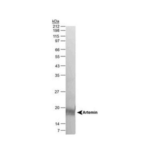 Artemin antibody