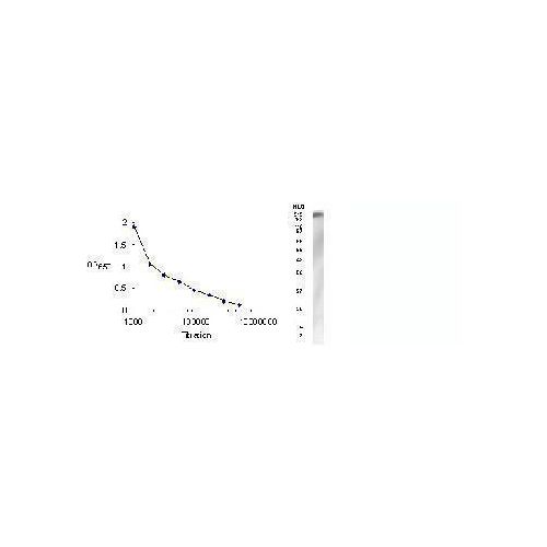SHANK1 antibody