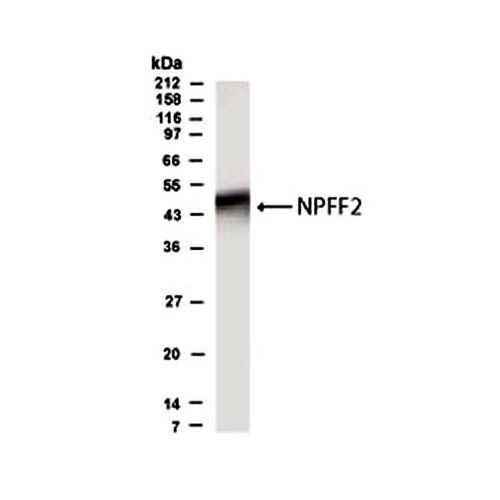 NPFFR2 antibody