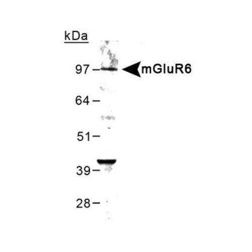 Metabotropic Glutamate Receptor 6 antibody