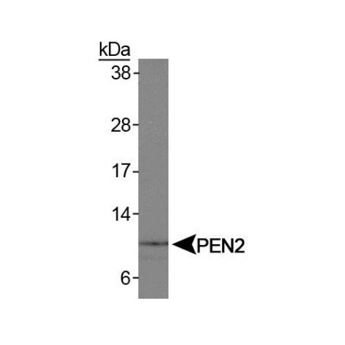 Presenilin enhancer 2 (PEN2) antibody