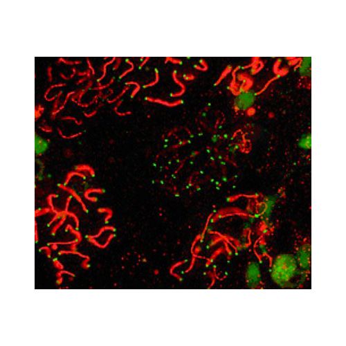 SCP1 antibody