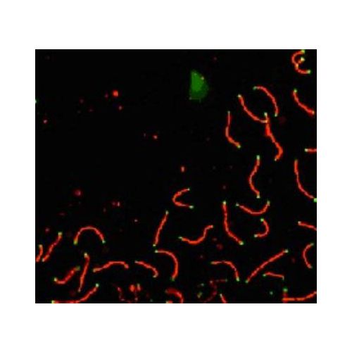 SCP1 antibody