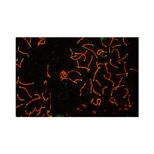 SCP3 antibody