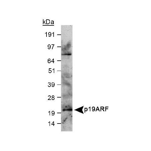 p19ARF antibody