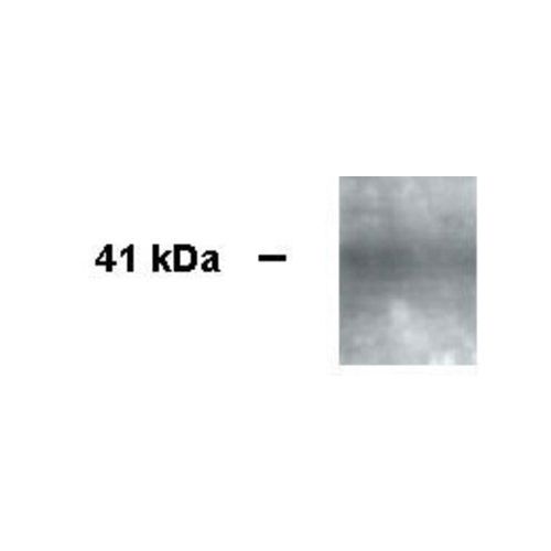 PRG3 antibody