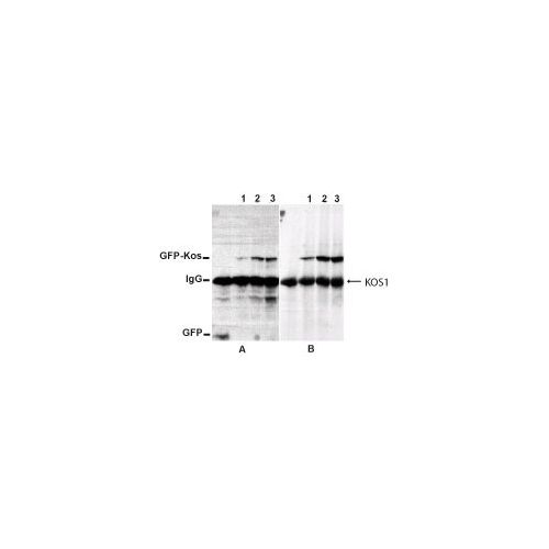 Kos1 antibody