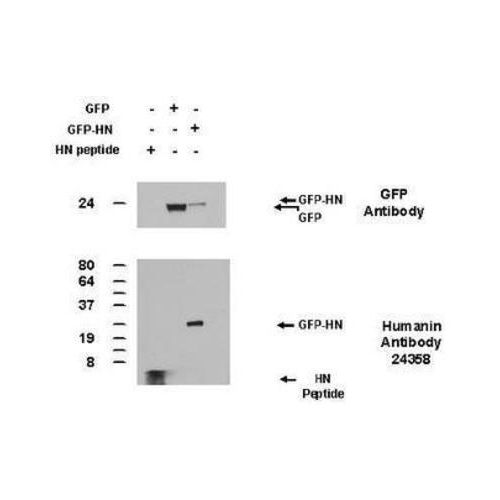 Humanin antibody