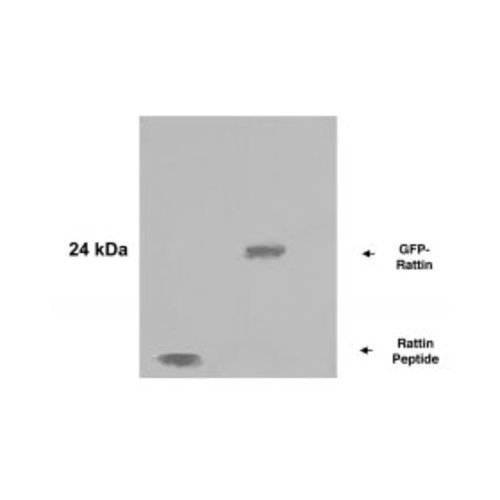 Rattin antibody