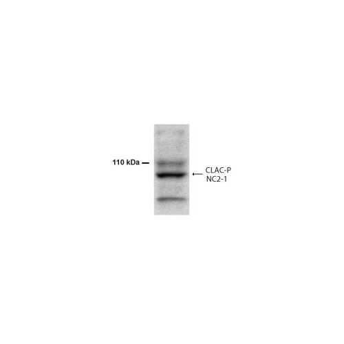 Collagen alpha-1(XXV) chain (COL25A1) antibody