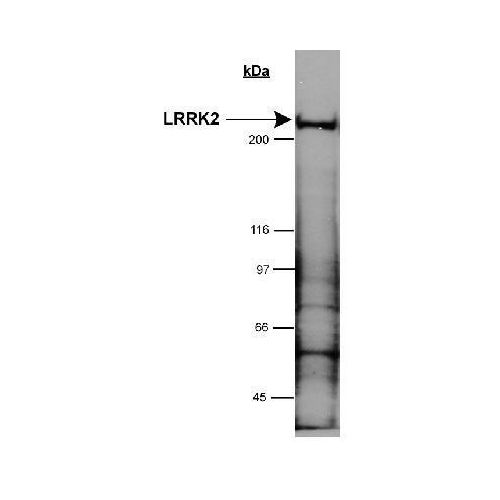LRRK2 antibody
