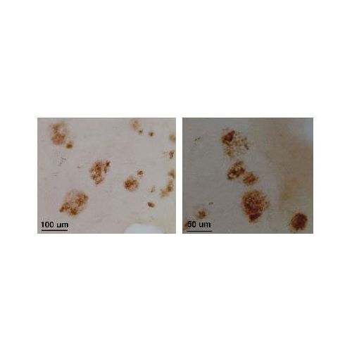 Collagen alpha-1(XXV) chain (COL25A1) antibody