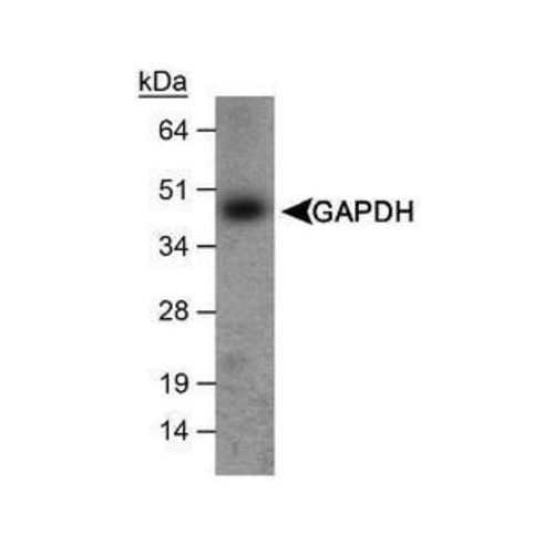 Glyceraldehyde 3-phosphate dehydrogenase (GAPDH) antibody