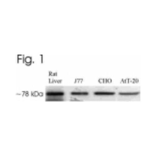 GRP78 antibody