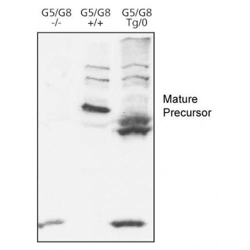 ATP-binding cassette sub-family G member 8 antibody