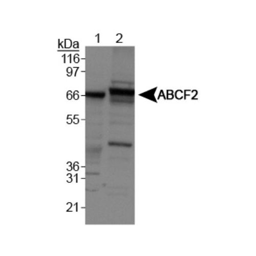 ABC transporter F family member 2 antibody