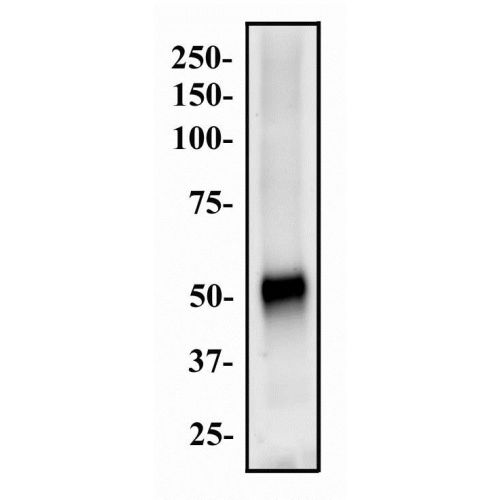 ATP-binding cassette sub-family G member 8 antibody
