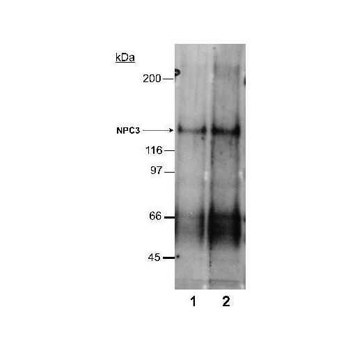 Niemann-Pick type C1 Like-1 (NPC1L1) antibody