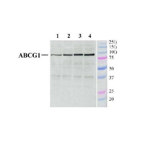 ATP-binding cassette sub-family G member 1 antibody