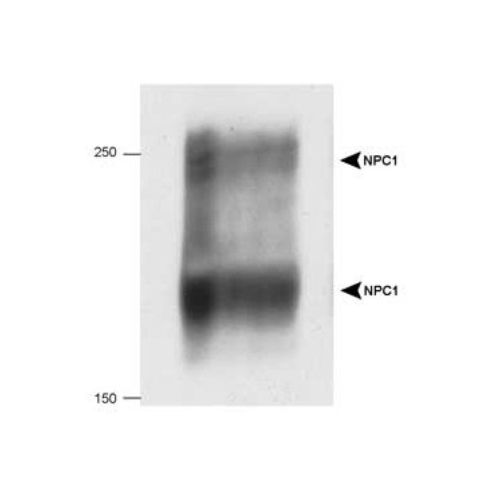 Niemann-Pick C1  antibody