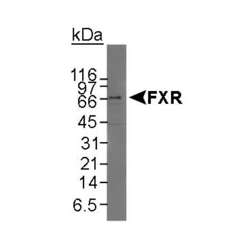 FXR antibody