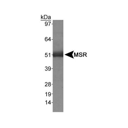 Macrophage Scavenger Receptor I antibody