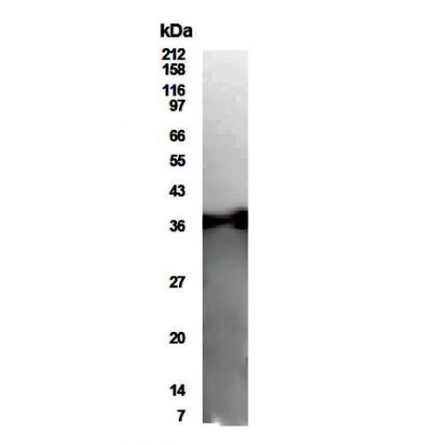MAP1 antibody