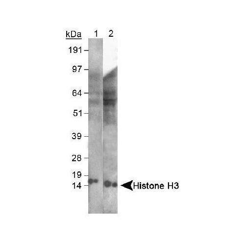 Histone H3 antibody