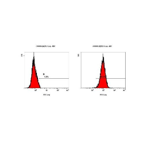 LC3B antibody