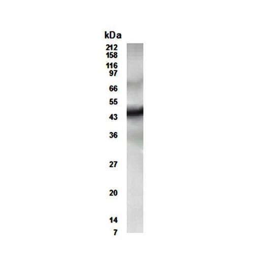 CUGBP Elav-like family member 2 antibody