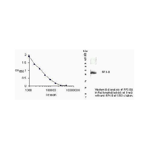 RFXANK antibody