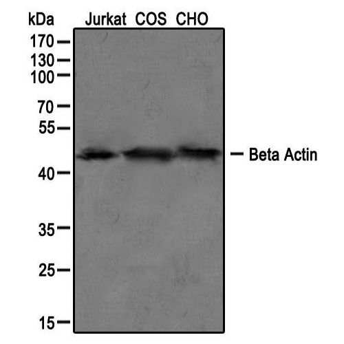 Beta-actin antibody