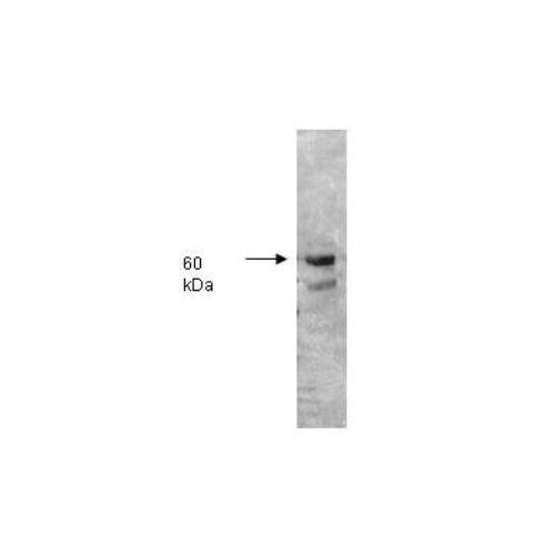 Intestinal-type alkaline phosphatase (IAP) antibody