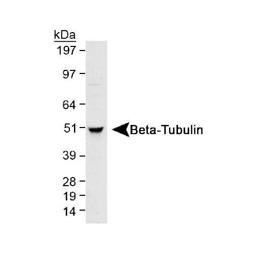 Tubulin beta chain antibody