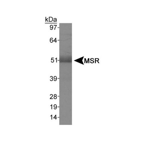 Macrophage Scavenger Receptor I antibody